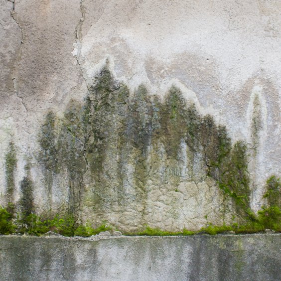 Forest on the wall