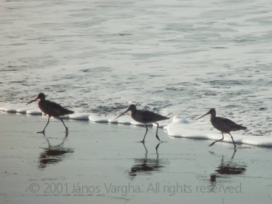 Sandpipers