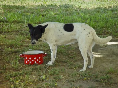 Spots