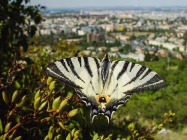 Above the city