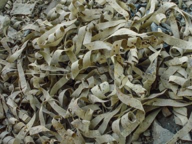River deposit from the Anthropocene period