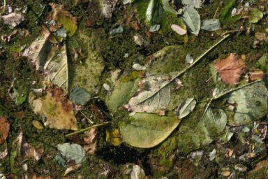 Leaves