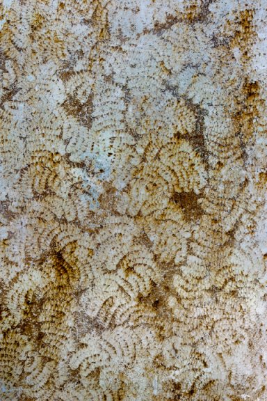 Snail pasture