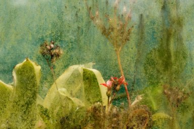 Greenhouse wall
