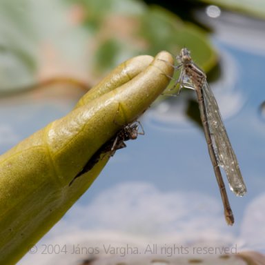 Metamorphosis