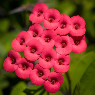 Crown of Thorns