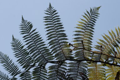 Australian tree fern