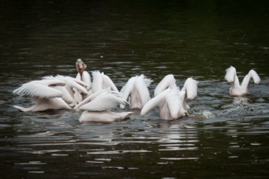 Individuality