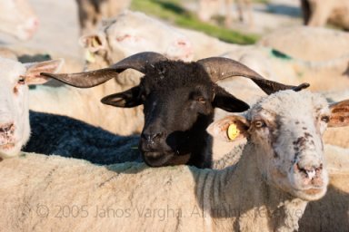 Black sheep