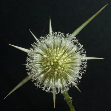Cutleaf teasel