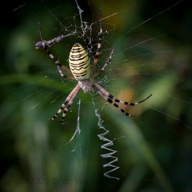 Wasp spider