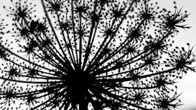 Wild carrot