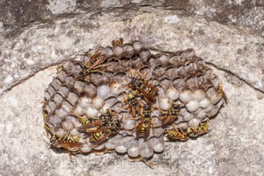 Wasp family