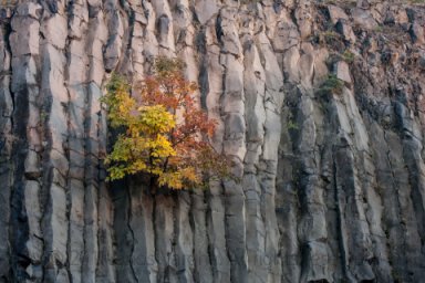 Palisades