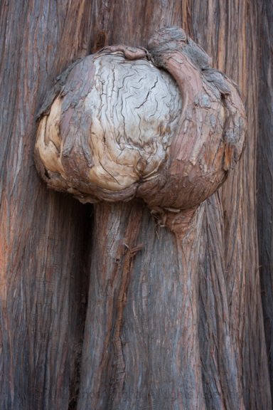 Trunk