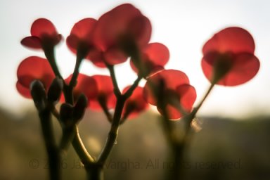 Late afternoon