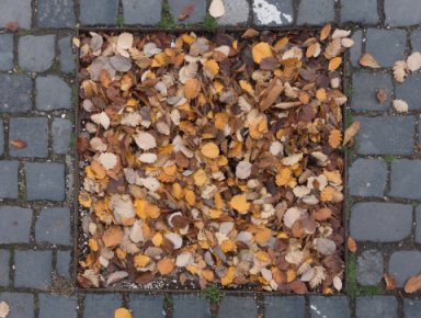 Leaf collection
