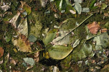 Leaves
