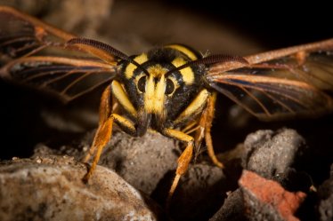 Wasp
