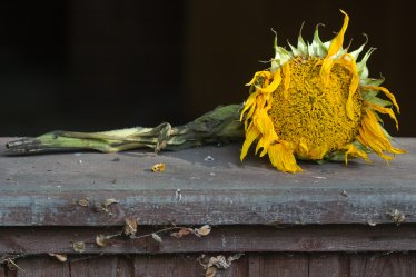 Still life with sunflower
