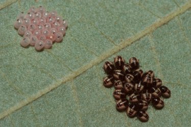 Newly hatched larvae