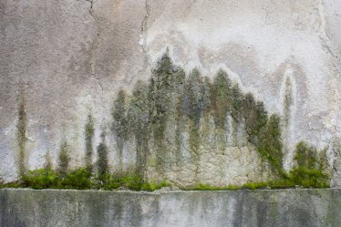 Forest on the wall