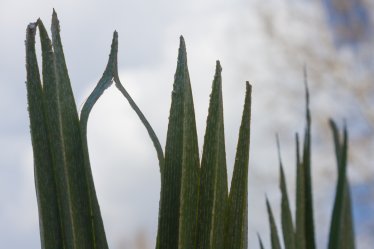 Organic architecture
