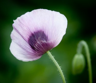 Poppy