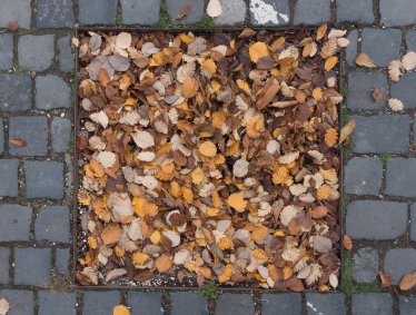 Leaf collection