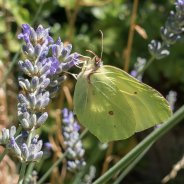 Common brimstone on lavendel